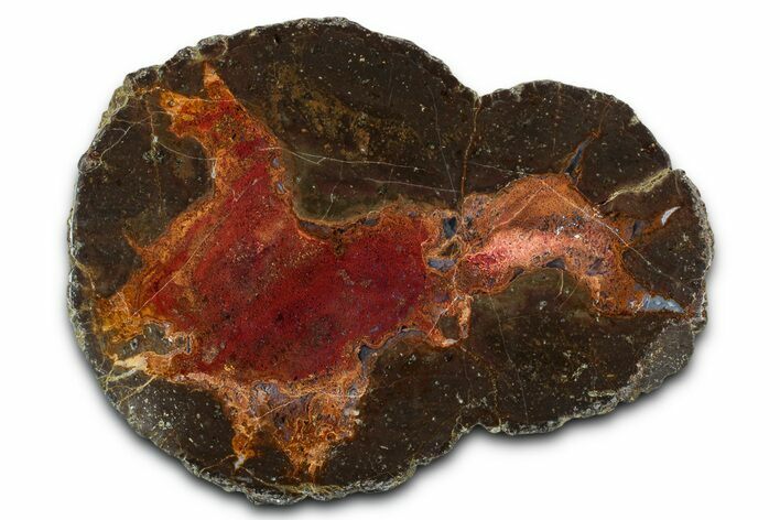 Colorful Polished Thunderegg Half - Nevada #337798